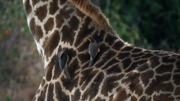 Pajarito en el cuello de una jirafa en masai mara, kenya — Vídeo de stock