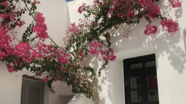 mikonos, Yunanistan'da kapı üzerinde büyüyen begonviller