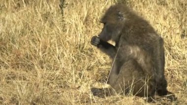 masai mara milli parkı, kenya bir zeytin babun yakın
