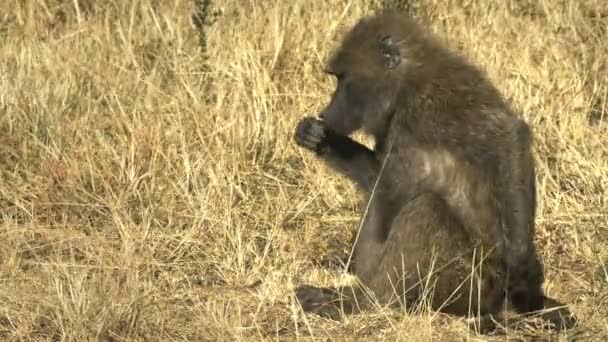 Zbliżenie oliwy Pawian w parku narodowym Masai Mara, Kenia — Wideo stockowe