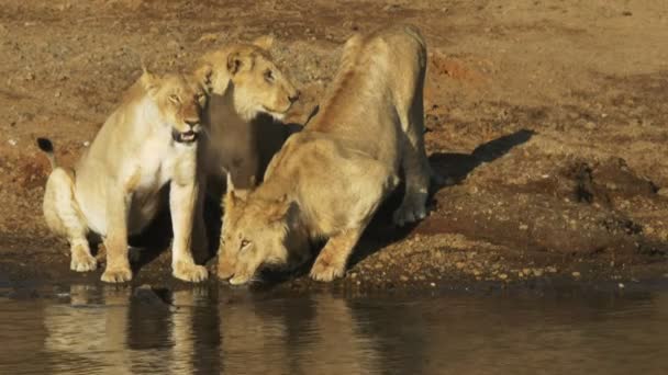 Três leões jovens à beira do rio mara — Vídeo de Stock