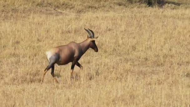 En vandrande Topi Antelope i Masai Mara — Stockvideo