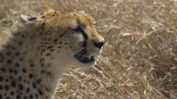 Tracking shot close up of cheetah looking around in masai mara game reserve — Stock Video