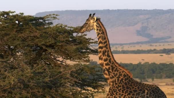 Alimentazione giraffa con scarpata di oloololo sullo sfondo a masai mara, kenya — Video Stock