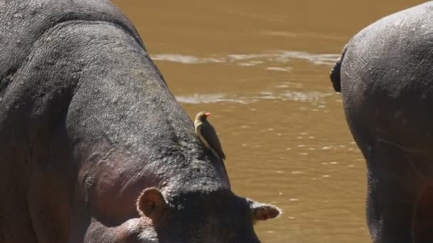 Hippo and oxpecker bird at masai mara, kenya — Stock Video