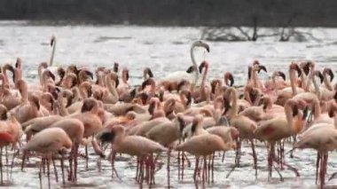 kenya'da daha az flamingo sürüsü arasında üç büyük flamingo