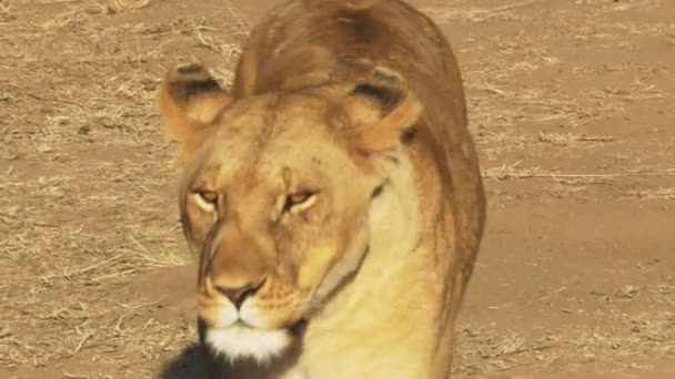 An injured lioness walks towards the camera and calls to her cubs in masai mara game reserve — Stock Video