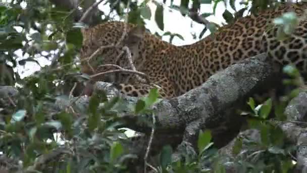 케냐 마사이 마라 국립공원에서 나무에 새는 표범 그루밍 — 비디오