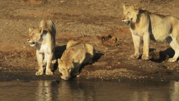 Två lejon klocka som en tredje dricker vatten i Masai Mara, Kenya — Stockvideo