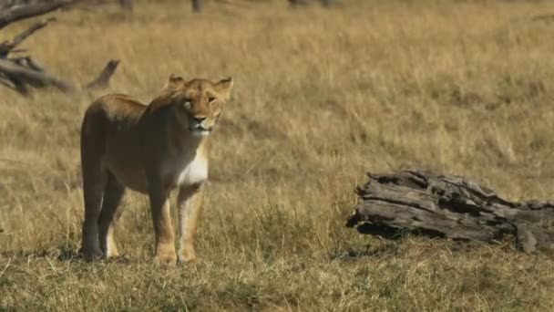 Stojąca lwica w parku narodowym Masai Mara, Kenia — Wideo stockowe