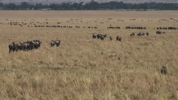 Lines of wildebeest on the annual migration in masai mara, kenya — Stock Video