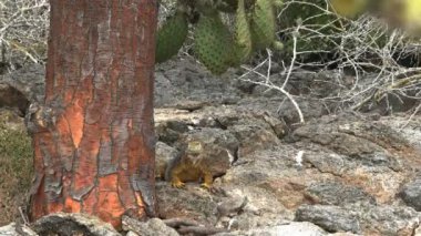 galapagos arazi iguana ve bir kaktüs ağacı nın öğleden sonra atış