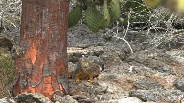 Middag shot van land leguaan en een cactus boom in de Galapagos — Stockvideo