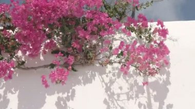 mikonos üzerinde bir binanın üzerinde pembe begonviller yakın, Yunanistan