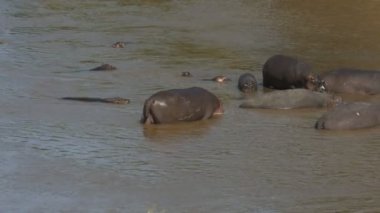masai mara oyun rezerv, kenya de mara nehri bir su aygırı