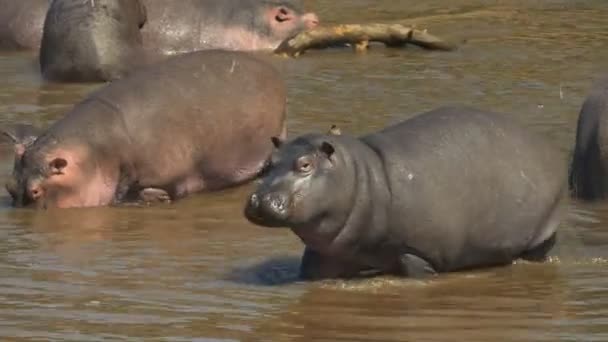 Joven hipopótamo caminando en el río mara en masai mara, kenya — Vídeos de Stock