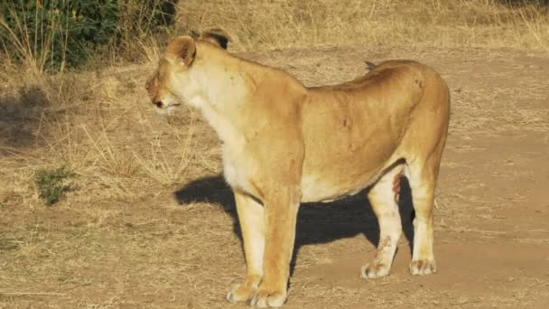 マサイマラ、ケニアで負傷した足を持つライオン — ストック動画