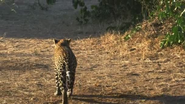 ヒョウはマサイマラのカメラから離れて歩く — ストック動画