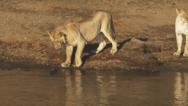 Ein junger Löwe testet das Wasser mit seiner Pfote in Masai Mara, Kenia — Stockvideo