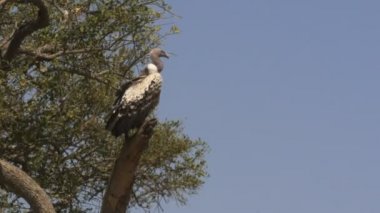 masai mara oyun rezerv ağaç üzerinde bir ruppells akbaba geniş çekim