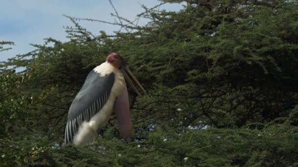 Close up of a marabou stork standing at the top of a tree at lake bogoria — Stock Video