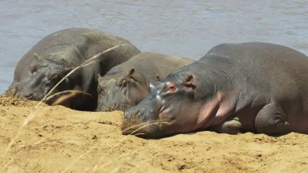 Drie nijlpaarden zonnen op de oever van de rivier in Masai Mara, Kenia — Stockvideo