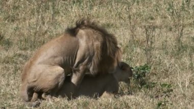 masai mara oyun rezerv de çiftleşme iki aslan
