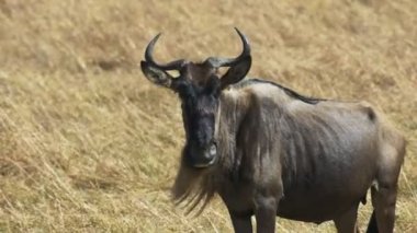 masai mara, kenya bir antilop yakın