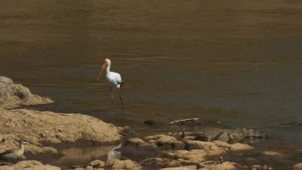 Tracciamento di una cicogna dal becco giallo al fiume Mara a Masai Mara — Video Stock