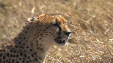 masai mara oyun rezerv sağa bakarak oturan bir çita yakın