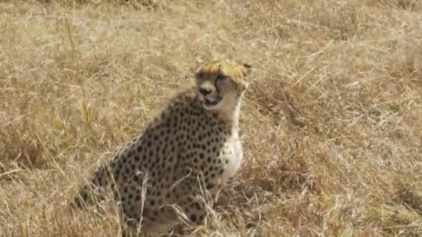 Средний снимок гепарда, сидящего на земле в Масаи-маре — стоковое видео