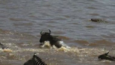 mara nehri geçerken genç bir antilop saldıran ve öldürerek büyük bir timsah çekim izleme