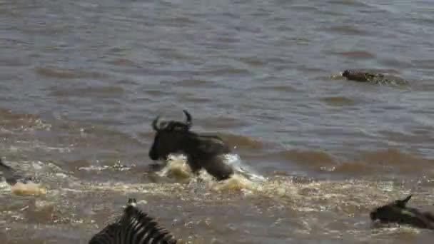 Tracking shot of a large crocodile attacking and killing a young wildebeest crossing the mara river — Stock Video