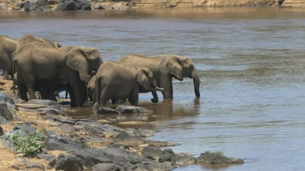 Широкоугольный снимок стада слонов, пьющих из реки Мара в Кении — стоковое видео