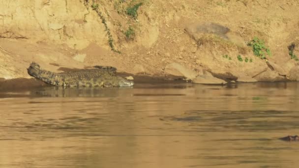 Большой и маленький крокодил, лежащий на берегу реки Мара, Кения — стоковое видео