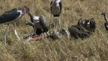 marabou leylek ve akbabalar masai mara oyun rezerv ölü bir zebra beslenen