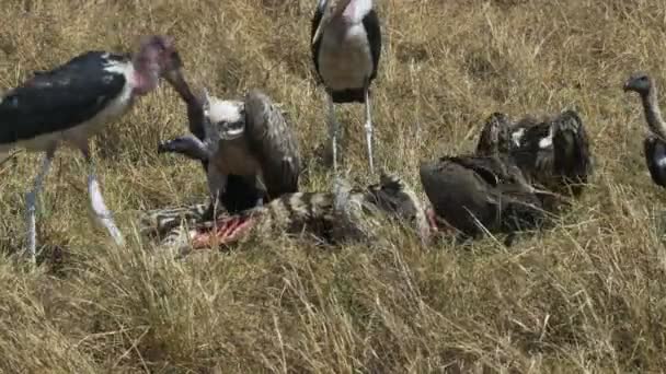 Marabou cegonha e abutres alimentando-se de uma zebra morta em masai mara reserva de caça — Vídeo de Stock