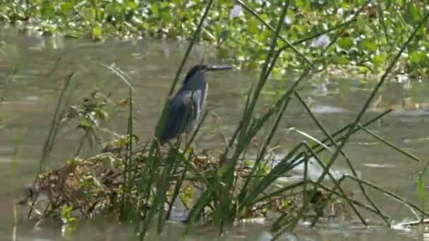 Reiher steht auf Schilf am Baringosee — Stockvideo