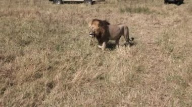 safari 4wds turistler masai mara iki aslan izlemek