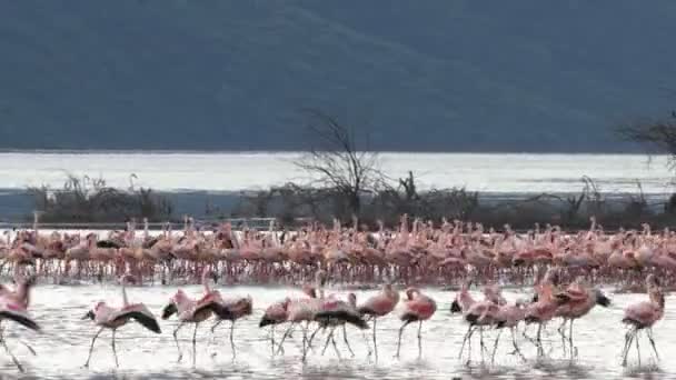 Ampia veduta dei fenicotteri che sembrano marciare verso il lago di Bogoria — Video Stock