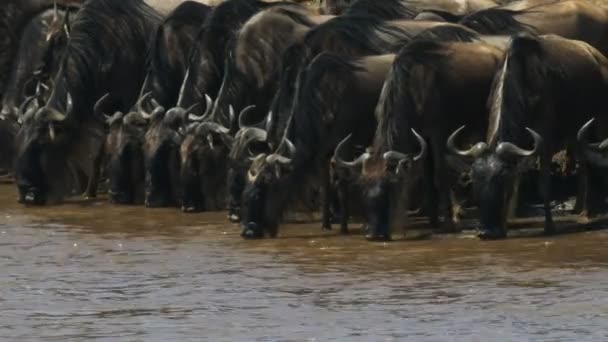 Csorda GNÚ iszik a Mara folyó, Kenya — Stock videók
