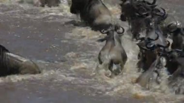 timsah mara nehri geçerken yetişkin bir antilop saldırır