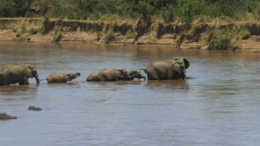 kenya'da mara nehri geçerken bir fil sürüsünün geniş çekim