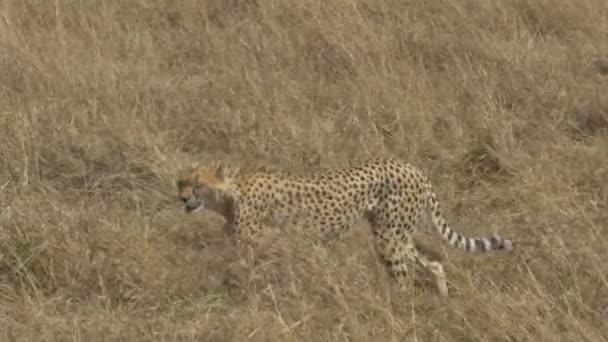 plan de suivi d'un guépard marchant à gauche dans masai mara 