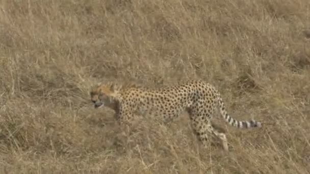 Tracking shot of a cheetah walking to the left in masai mara — Stock Video