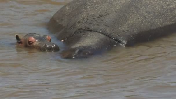 Bébé hippopotame et mère immergés dans la rivière Mara, kenya — Video