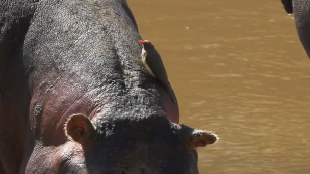 En oxhackare fågel sitter på en flodhäst och klättrar halsen i Masai Mara — Stockvideo