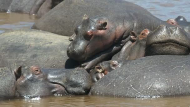 Hippos piled on top of each other sunbathing in mara river — Stock Video