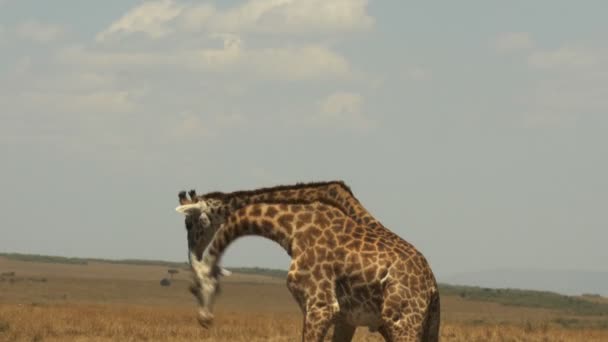 Két férfi zsiráf smárolás létrehozni dominanciája a Masai Mara — Stock videók