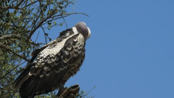 Primer plano de un buitre ruppells encaramado en un árbol en Masai mara juego — Vídeo de stock